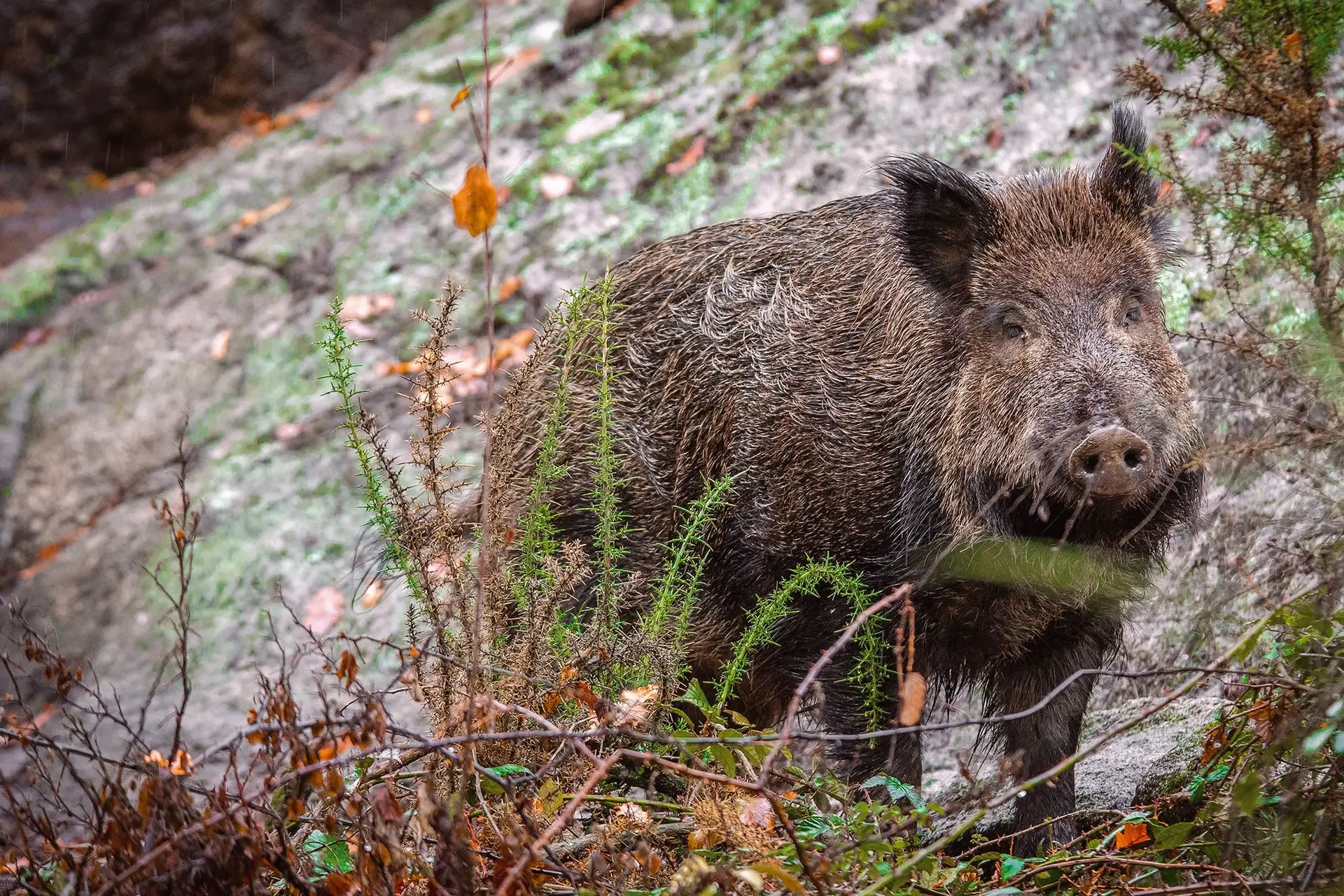 Javalis. Em muitas zonas de Portugal, o javali já é visto como uma praga. Por cá, o animal não tem, praticamente, predadores naturais 