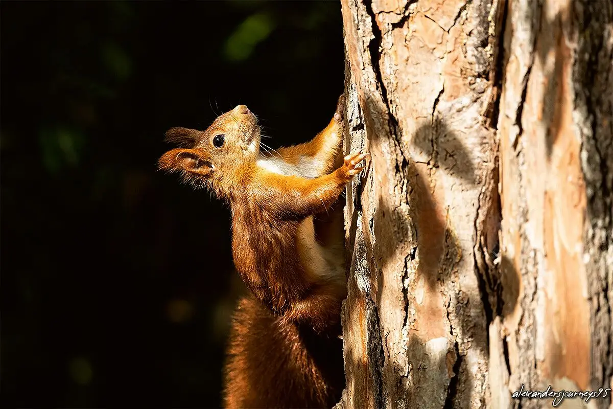 Esquilos (um exemplar fotografado por Alexander Ramos, em Salir do Porto, Caldas da Rainha) 