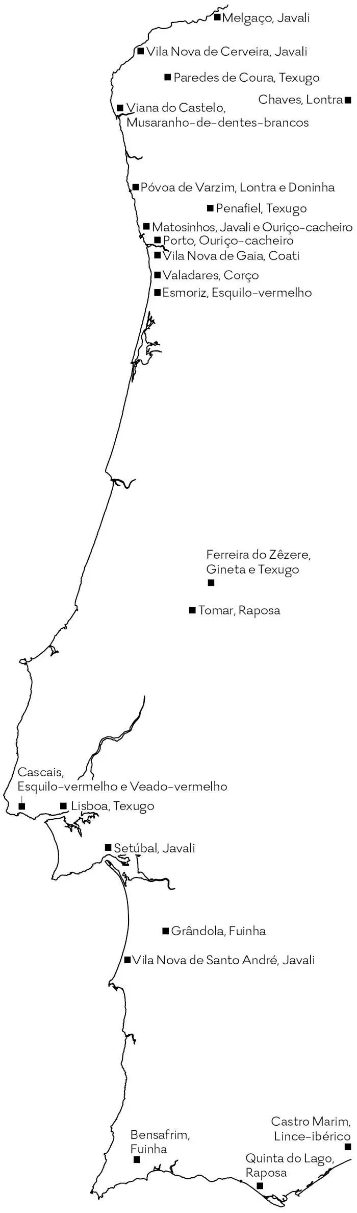 Javalis de Setúbal, lontras no Tâmega ou coatis em Gaia: os mamíferos selvagens estão entre nós (e cada vez mais atrevidos)