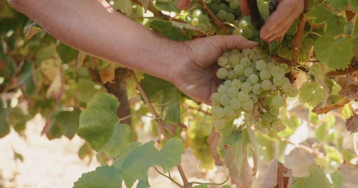 Vindima mingou mais em Portugal do que nos principais produtores mundiais