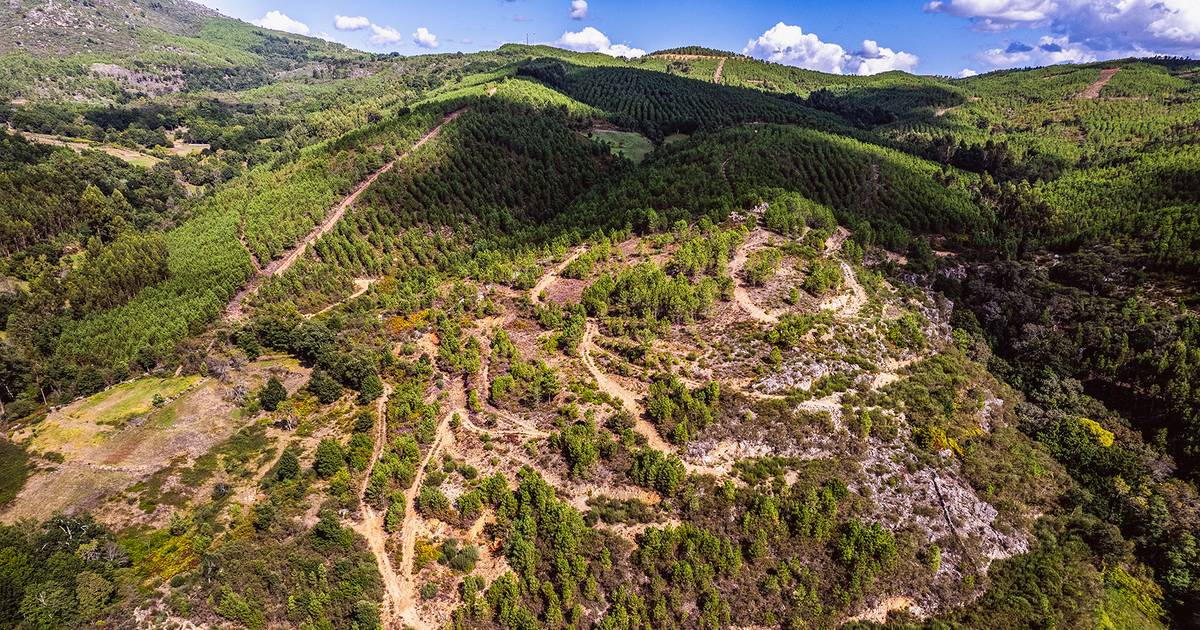 Savannah Resources admite investir mais no lítio em Boticas