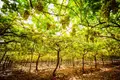 Vinho perde mais na exportação para a Rússia do que para os EUA