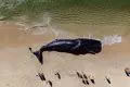 Falta dinheiro para salvar animais marinhos encalhados
