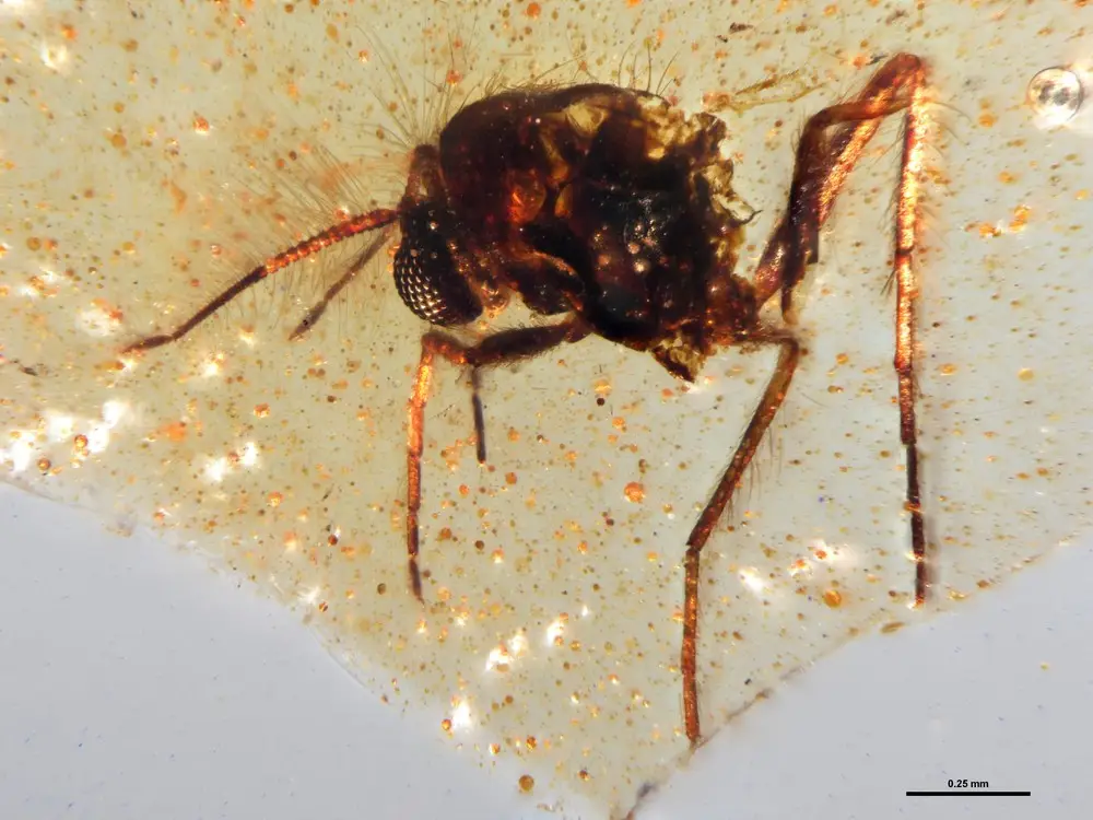 Uma mosca da família Chironomidae presa numa amostra de âmbar estudada