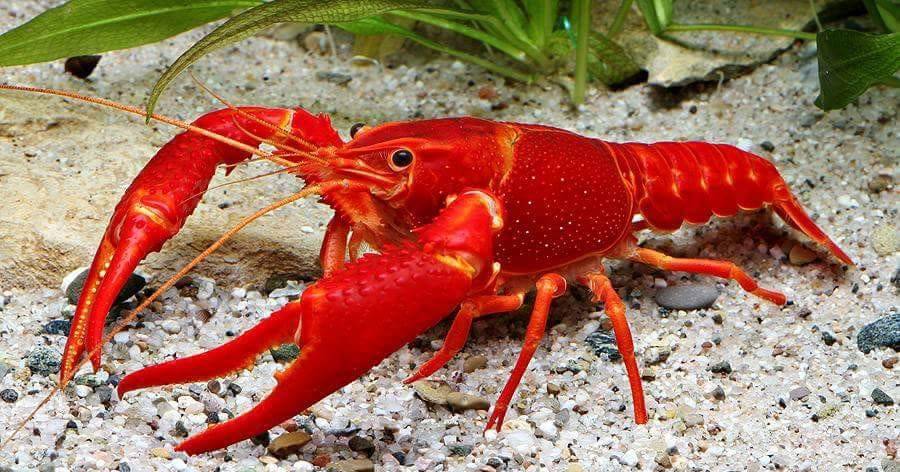 O lagostim vermelho é uma espécie “altamente resiliente e predadora”: a Câmara de Santarém tem um projeto para a combater
