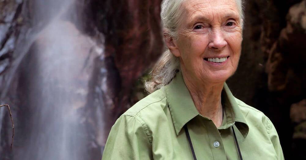Morreu Jane Goodall aos 91 anos: dedicou a vida ao estudo dos chimpanzés