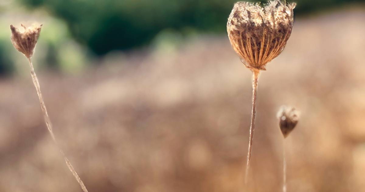 Design: a difícil arte de desenhar com a Natureza sem desvirtuar o que ela tem de essencial