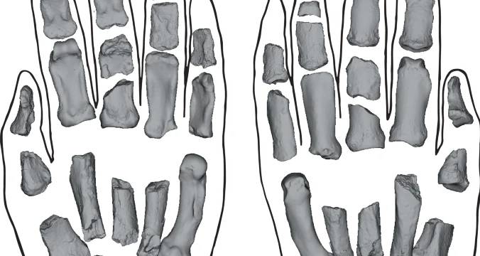 Novos fósseis revelam que mãos dos primeiros hominídeos tinham características dos humanos modernos e dos macacos africanos