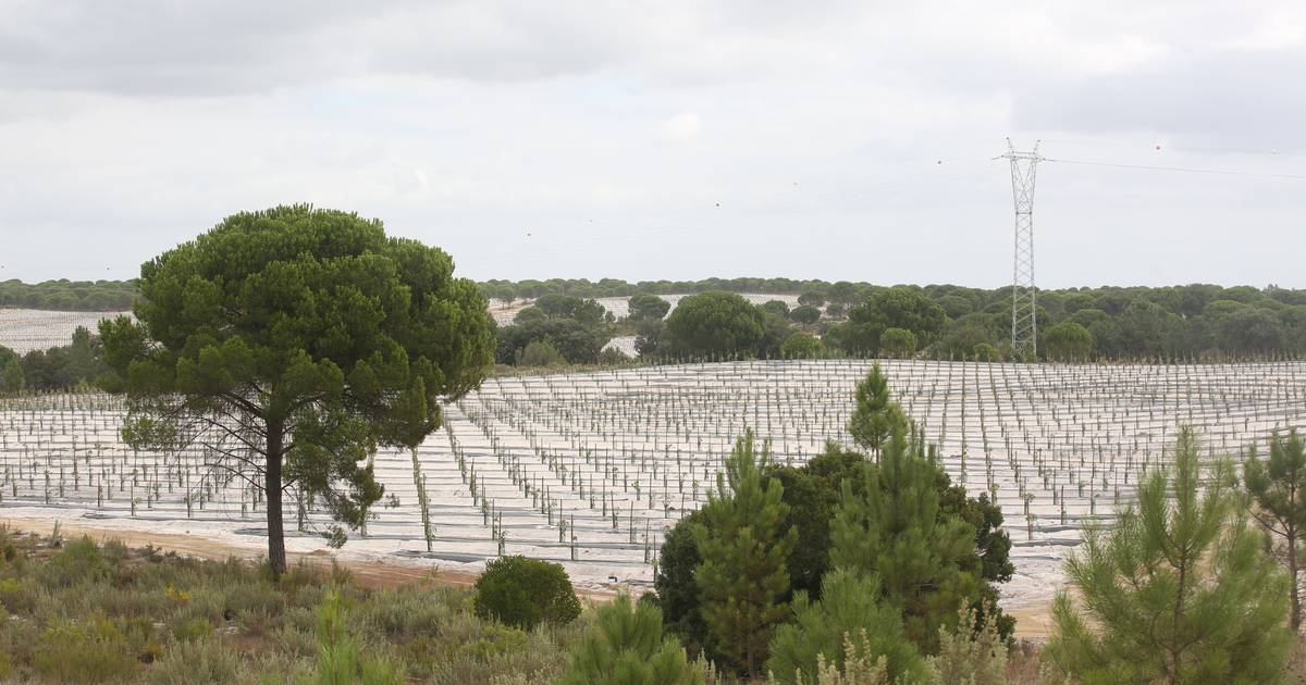 Projeto agrícola de tangerinas em Alcácer aprovado à quarta tentativa, com a oposição da Câmara e do Laboratório Nacional de Geologia