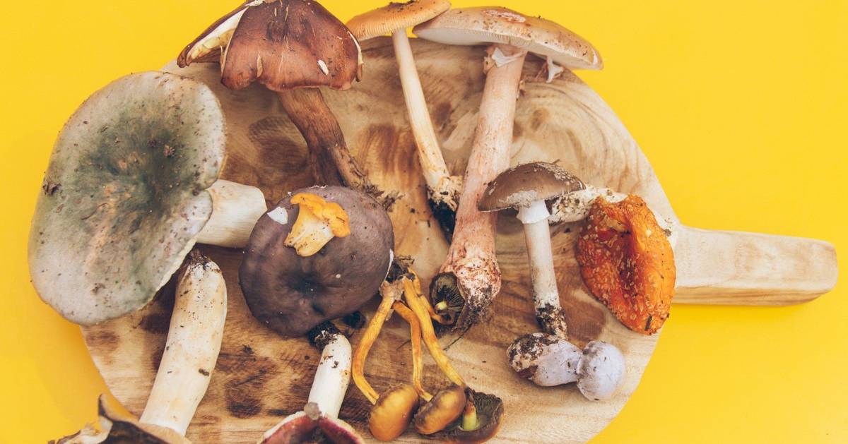 Na serra da Gardunha, entre passeios, míscaros e tasquinhas descobre-se a aldeia de Alcaide