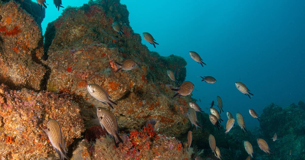 Descoberto "ecossistema de riqueza excecional" no Recife do Algarve