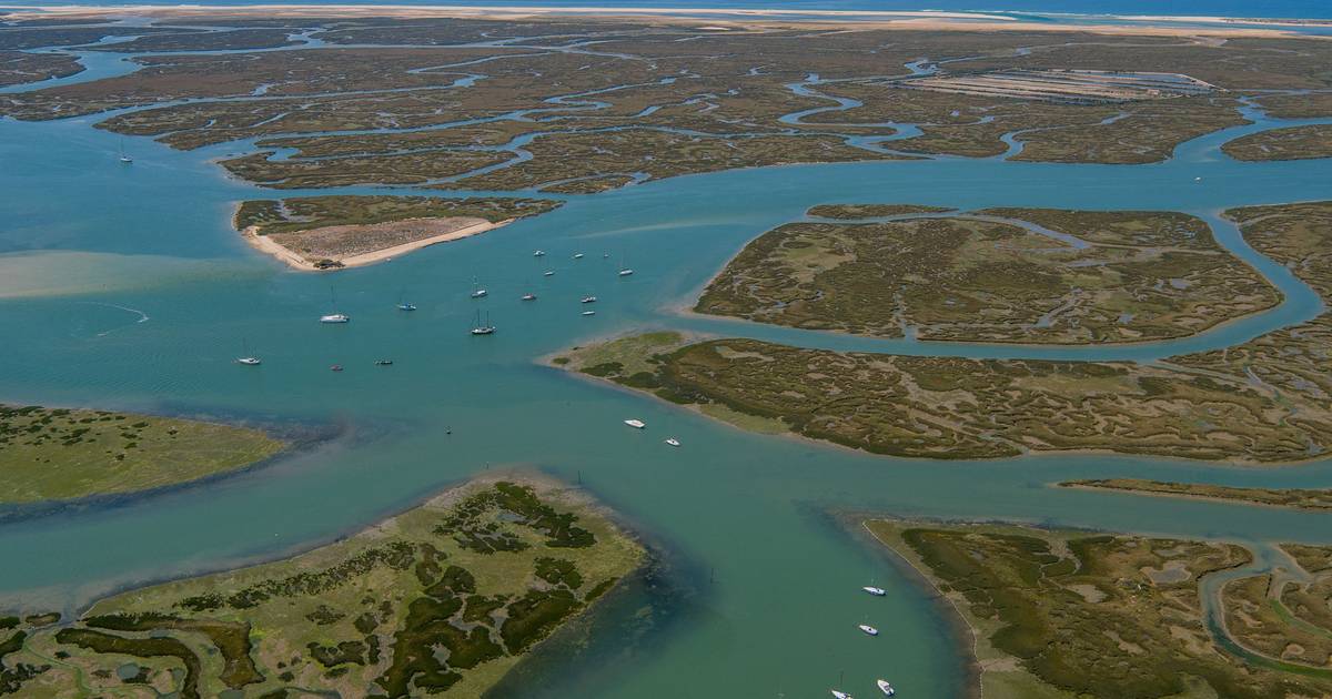 Chef Leonel Pereira denuncia “crime ambiental” na Ria Formosa: “os bancos de berbigão estão extintos”