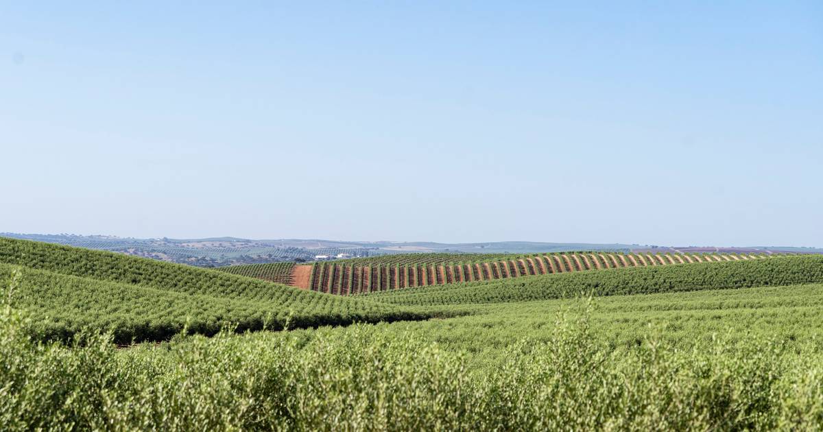 Beja Court convicts five of the 22 people accused of exploiting immigrants