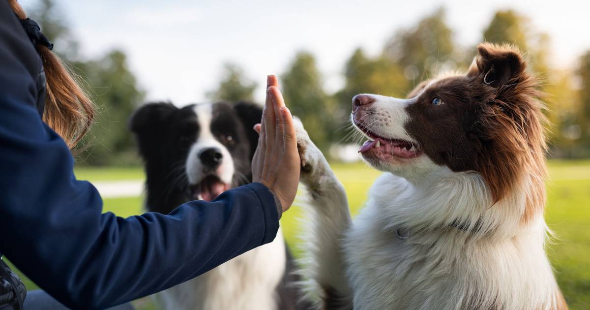 Sonae compra lojas de animais à maior cadeia de supermercados sueca