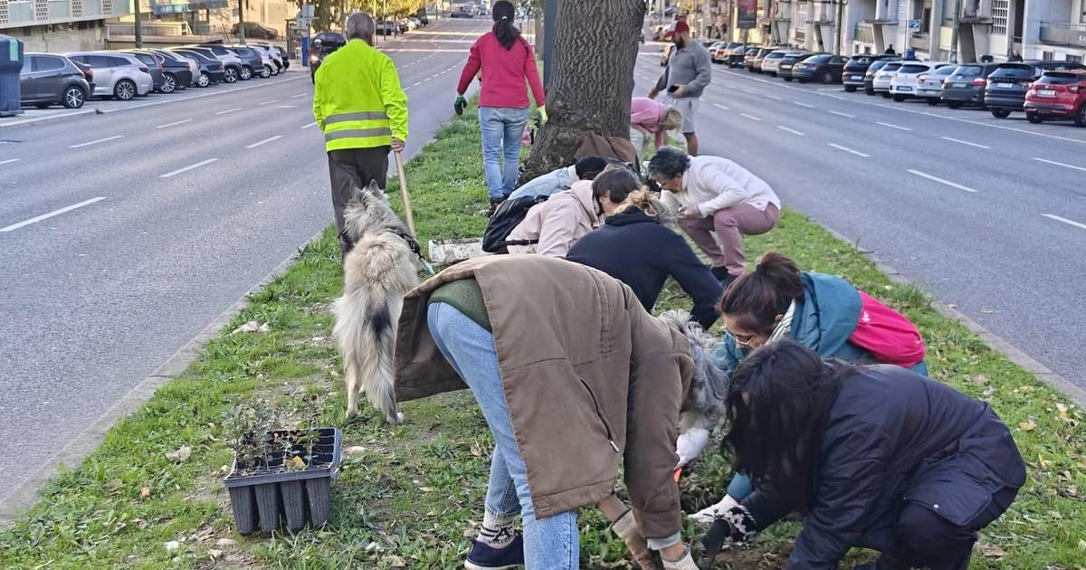A cidade a ficar “careca”: voluntários enfrentam burocracia da câmara na defesa das árvores de Lisboa