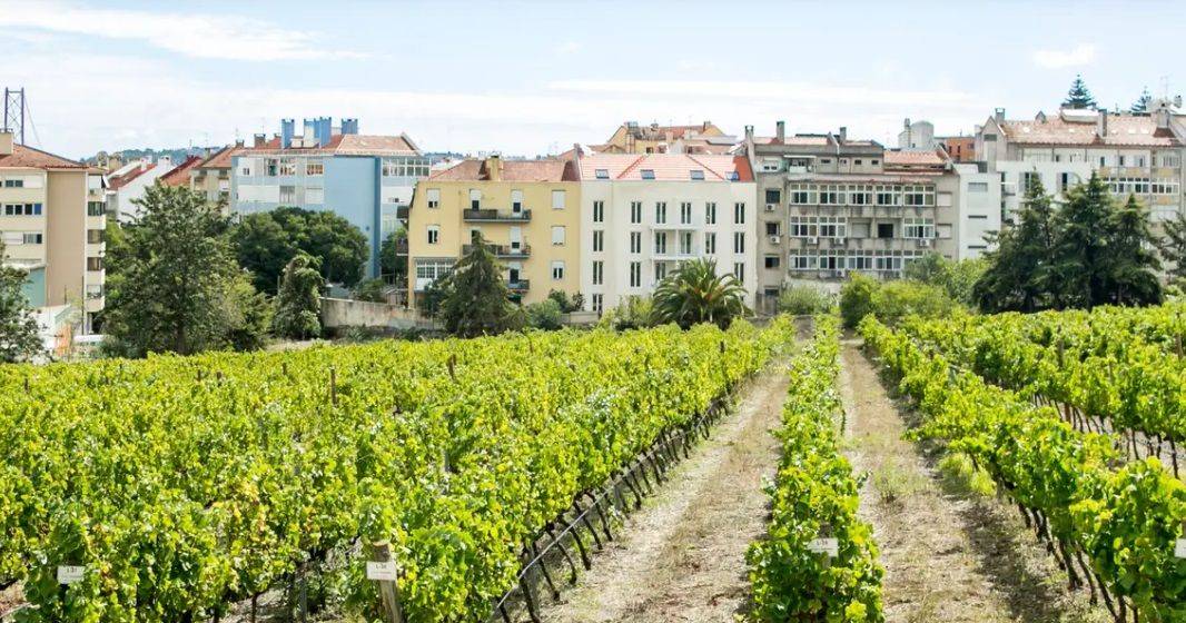 Enoturismo urbano: em Lisboa discute-se o futuro e descobrem-se os prazeres do vinho