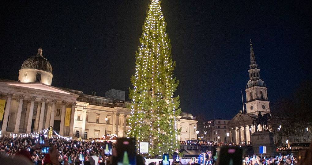 Bambus, bonsais e oliveiras: quando as árvores (incluindo as de Natal) são usadas como mensageiras para unir países