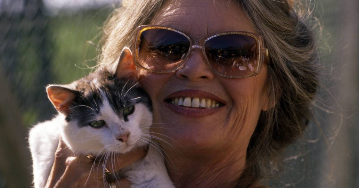Brigitte Bardot Atriz evocada como "anjo dos animais" por associação PETA