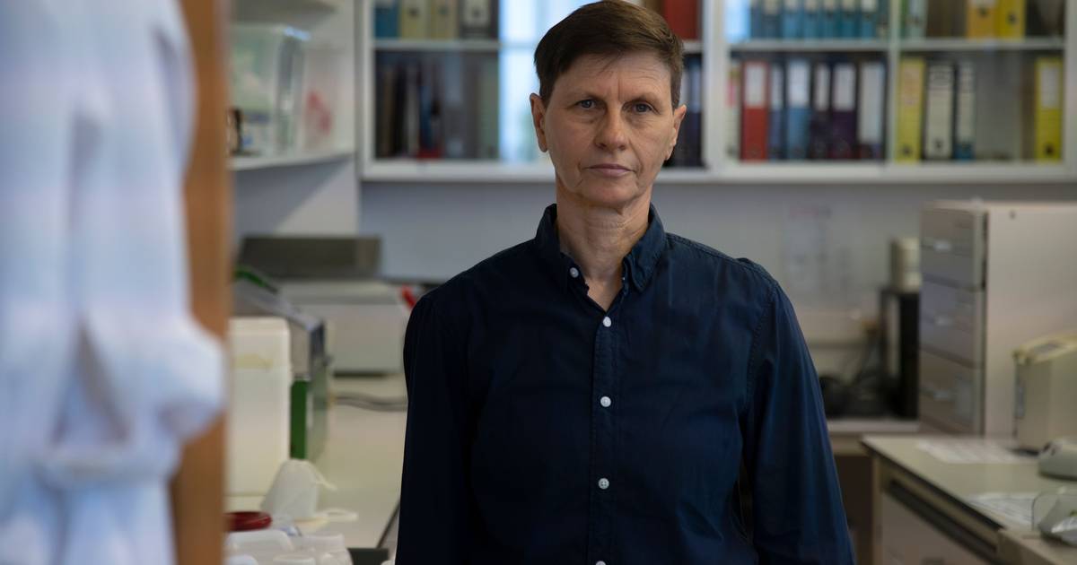 Um mapa do coração: descoberta de cientista portuguesa revela lado “imaturo” das células cardíacas de laboratório