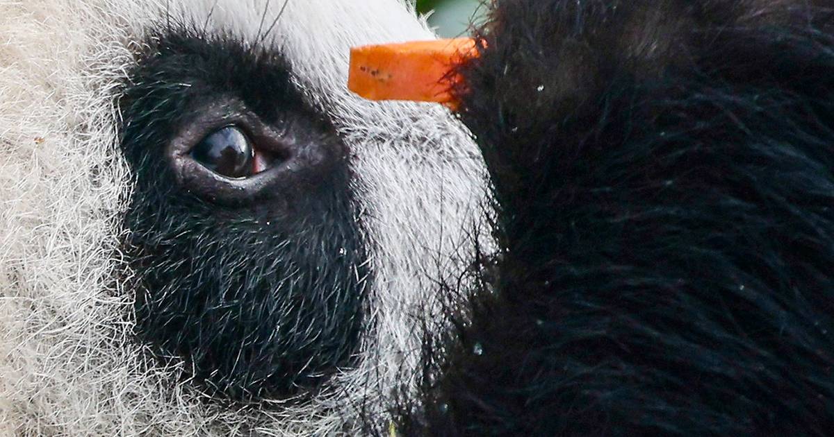 Pandas voltam a entrar no campo geopolítico: o que dizem sobre a relação entre Pequim e Seul