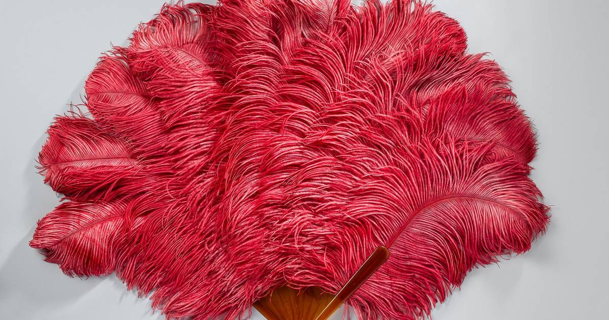 As costas largas da avestruz e outros mitos sobre aves