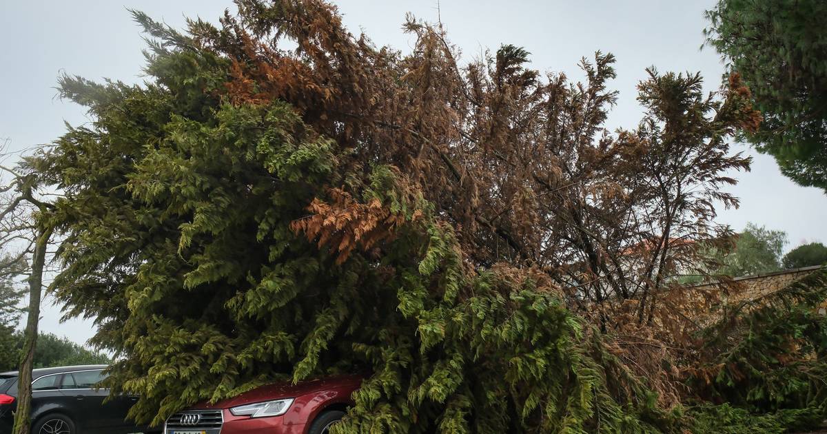 119 incidents overnight; rail services suspended on Northern Line between Castanheira do Ribatejo and Alverca