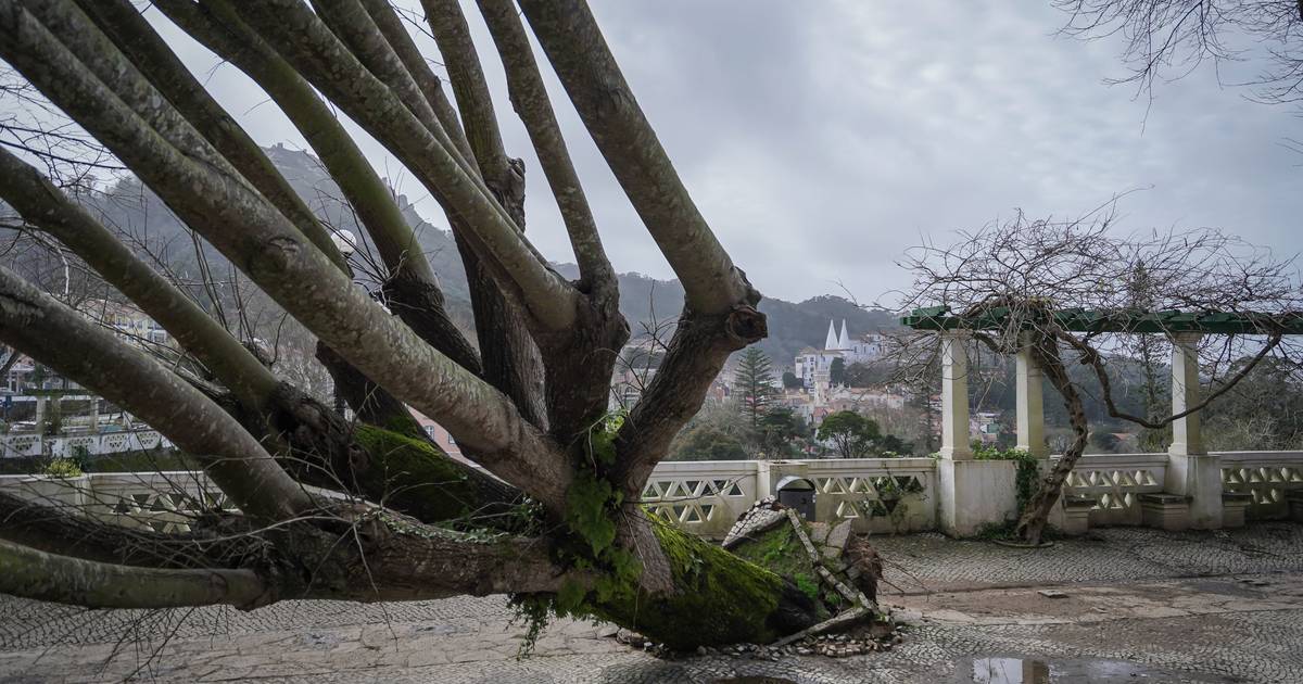 Sintra's historic centre has 25 uprooted trees, several protected: "There is no record of anything like this in this area"