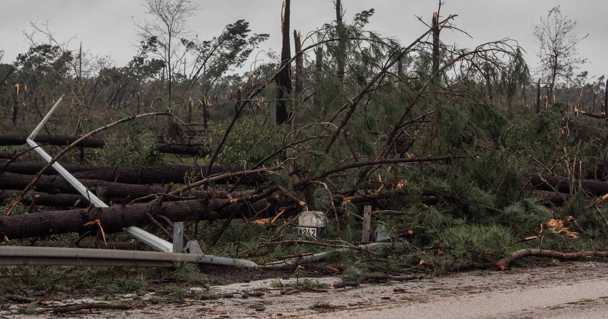 Governo vai mobilizar sete entidades para limpar as árvores derrubadas pelas tempestades