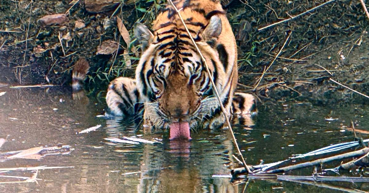 Vírus mata 72 tigres em parque de vida selvagem na Tailândia: "Morreram como viveram: em sofrimento, cativeiro e medo", denuncia PETA