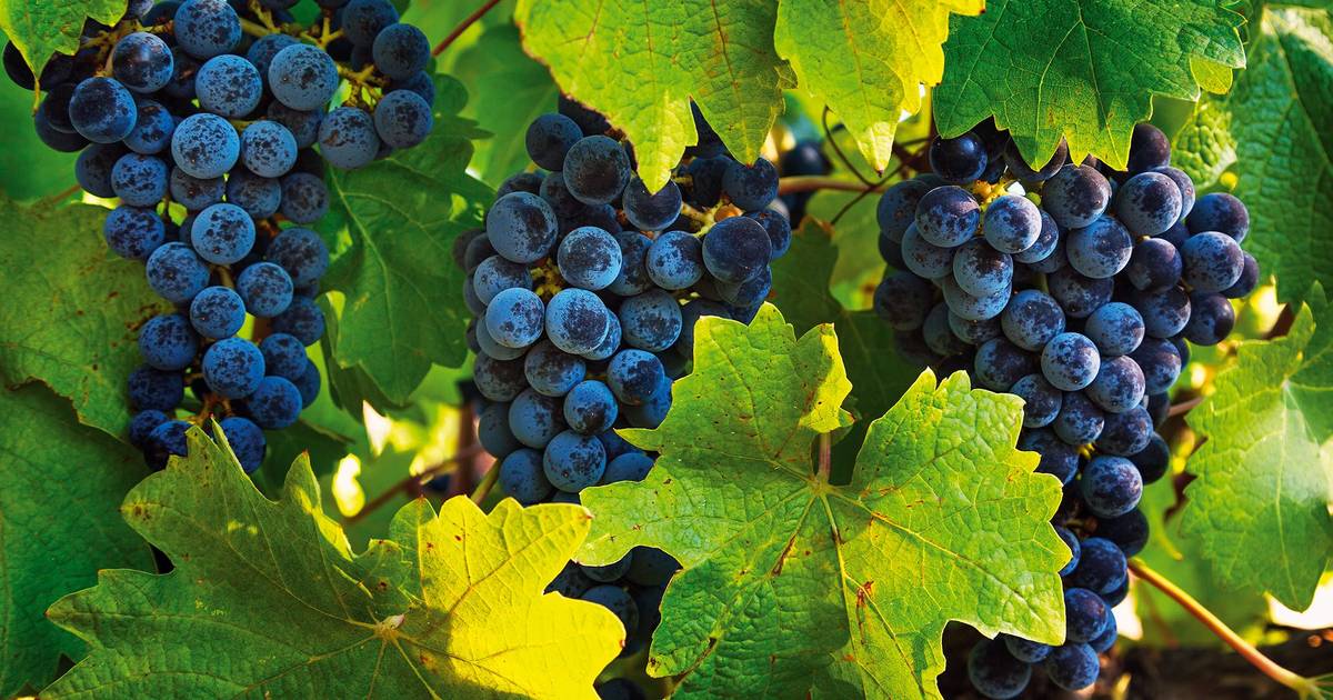 Como fazer um vinho: uma saga onerosa e com dores de cabeça