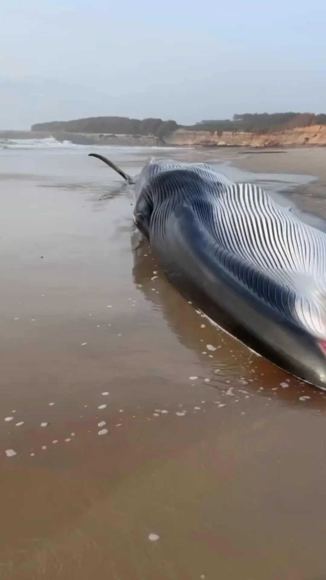 Baleia de 15 metros e 20 toneladas dá à costa em praia de Ovar