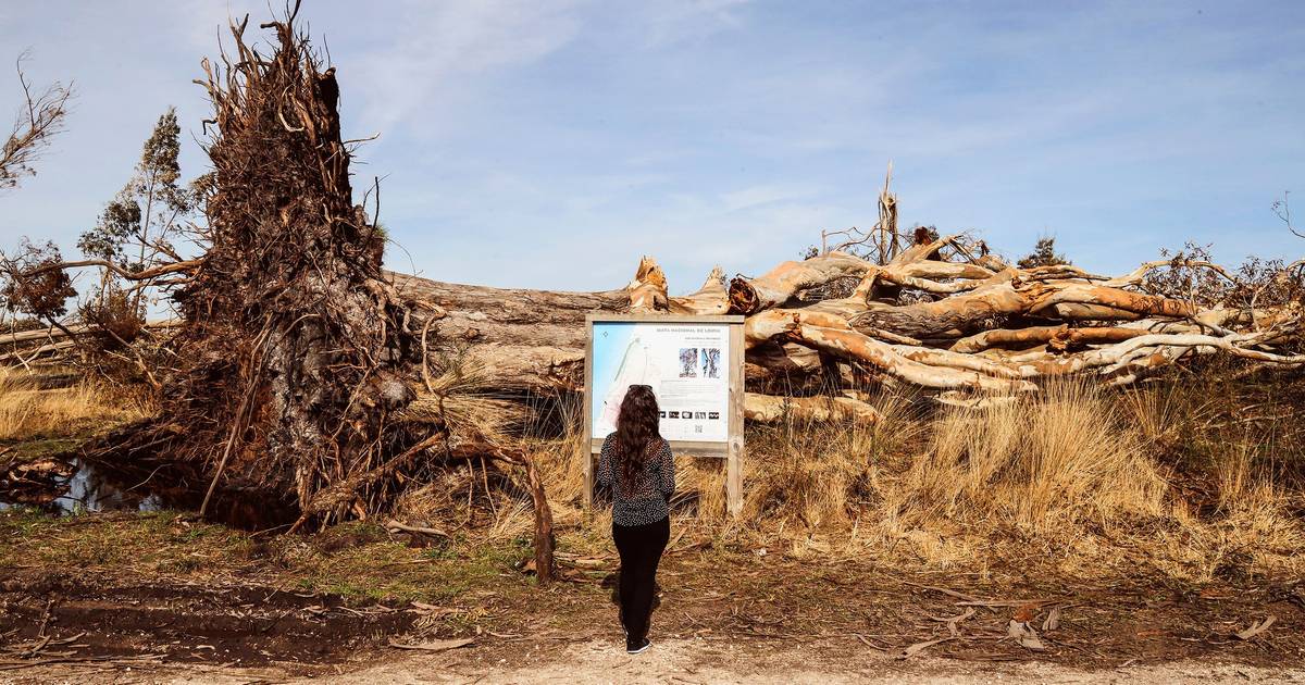 Do eucalipto gigante ao castanheiro-da-índia: as árvores históricas que o mau tempo matou