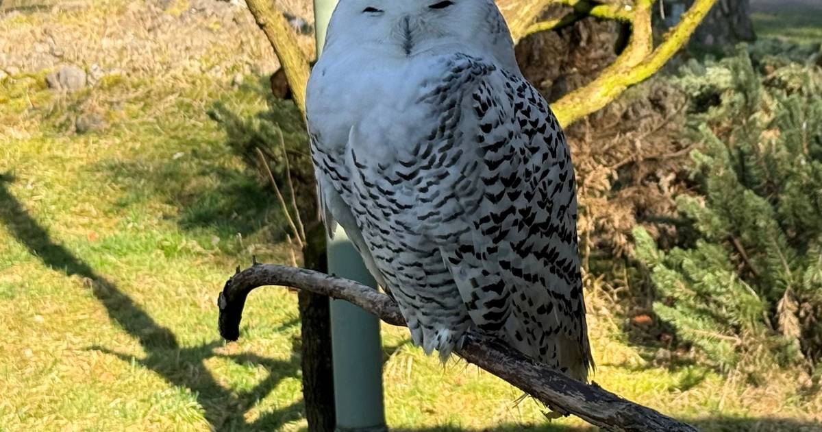 40 novas espécies passam a estar protegidas - da coruja de “Harry Potter” ao tubarão-martelo