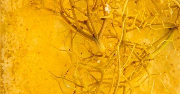 Receitas: o segredo está no sabugueiro