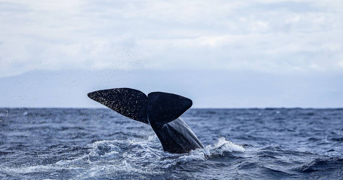 Os últimos baleeiros dos Açores: as histórias de quem caçou em alto mar 