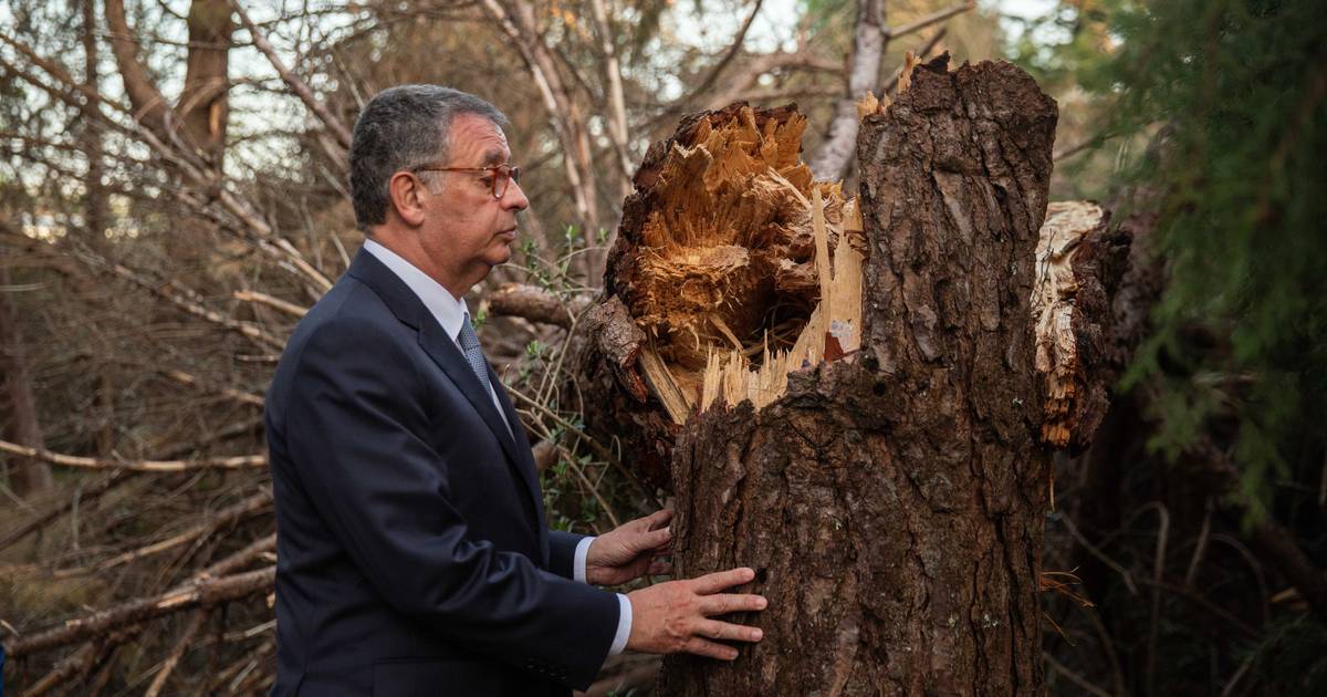 “Estou convencido que muito se fará”: Seguro pressiona Governo na resposta aos incêndios