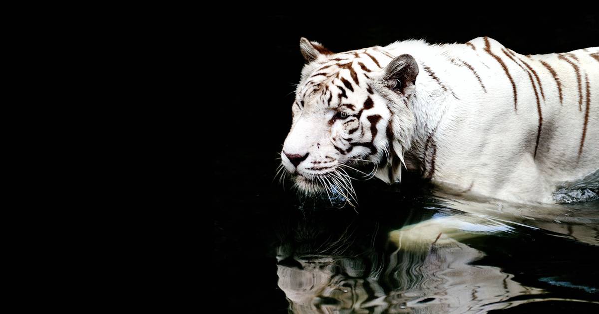 Sona, the last circus tiger in Portugal, arrives at a sanctuary in Spain after 16 years in captivity