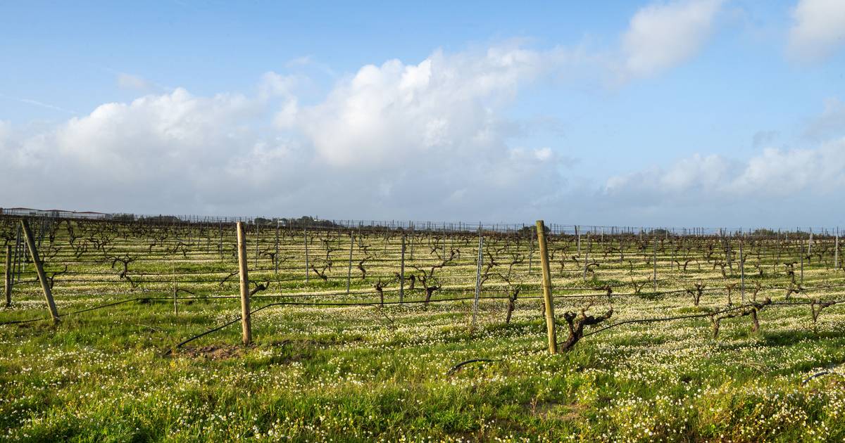 Viticultura regenerativa: a importância de conhecer a filosofia agrícola da vinha