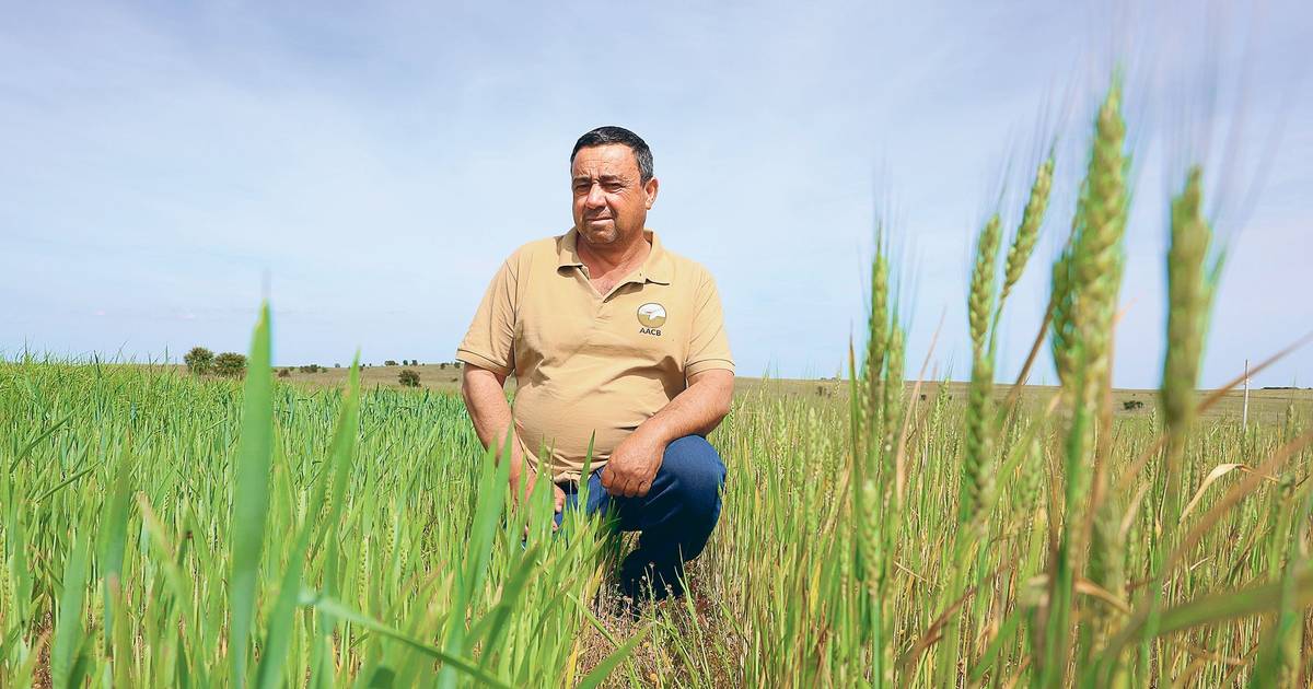 Da planície para o prato: Nestlé usa cereais alentejanos para comida de bebé