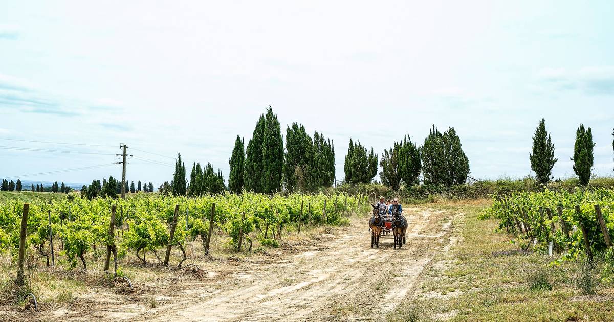 Ser o epicentro da viticultura regenerativa