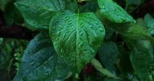 Estudo revela que sementes de arroz “ouvem” a chuva e germinam mais depressa