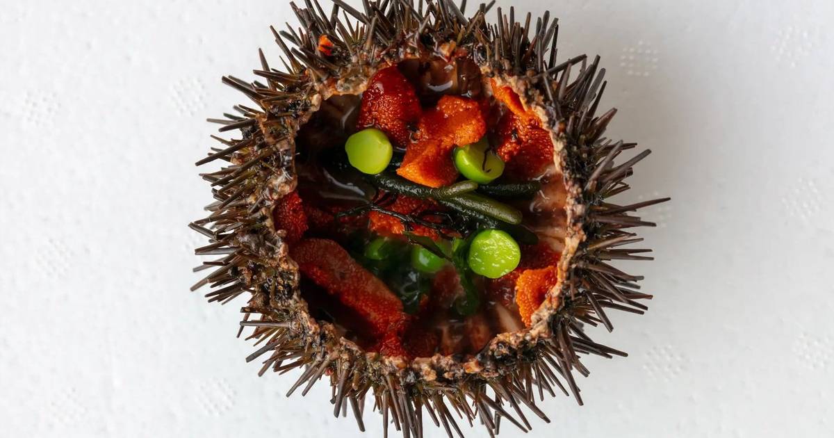 Festival Internacional do Ouriço do Mar celebra o “caviar do Atlântico” na Ericeira