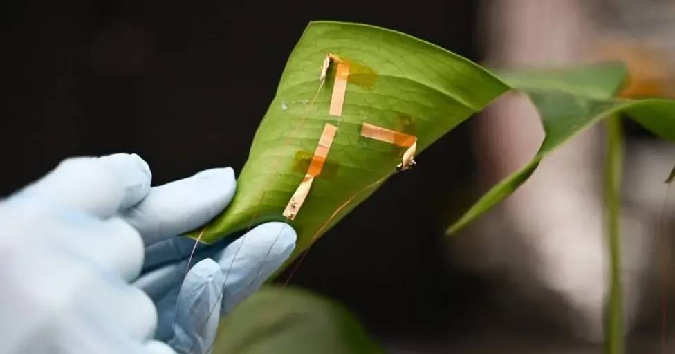 Porque é que estas plantas têm tatuagens?