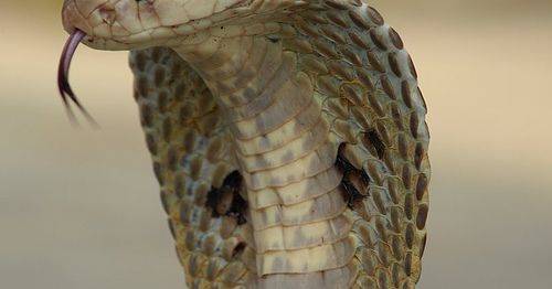 Turista alemão morre após mordida de cobra durante espetáculo no Egito