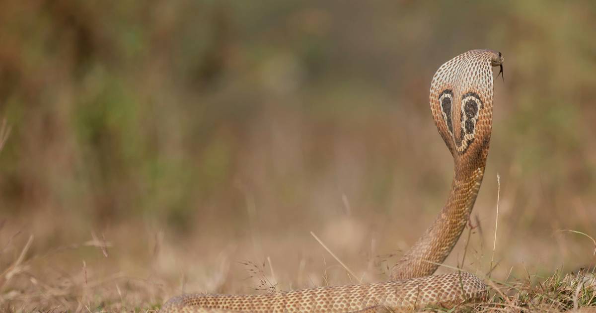 Turista alemão morre após mordida de cobra durante espetáculo no Egito