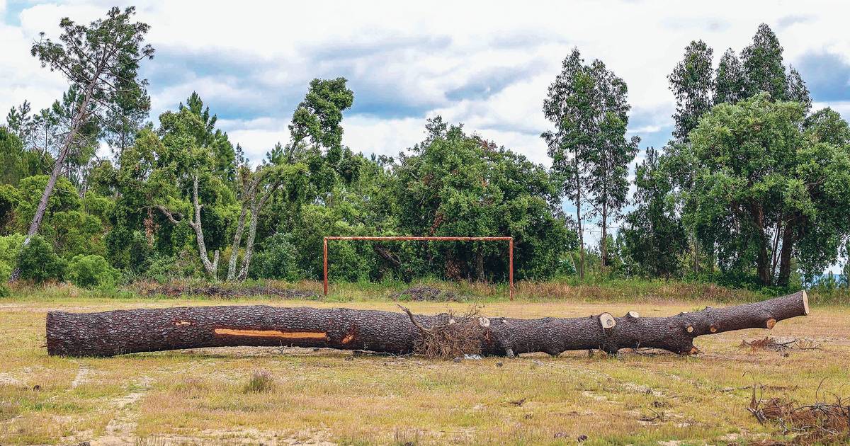 A trágica monotonia do pinhal