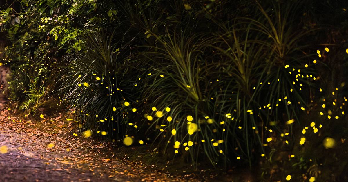 “Experiência mágica e envolvente”: anda comigo ver os pirilampos à serra de Sintra