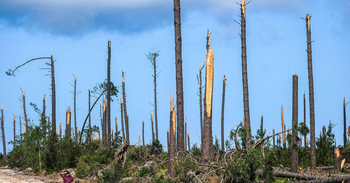 Bombeiros desmotivados, dúvidas sobre hélis da Força Aérea e mais de 40 mil hectares por limpar: arranca 'Fase Bravo' dos incêndios