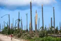 Com muita floresta por limpar, o risco é enorme