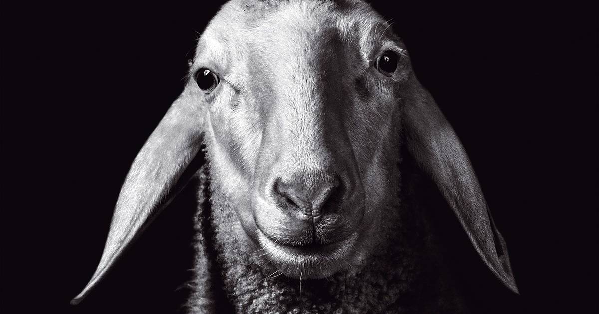 A eternidade é das abelhas. Mas há uma ovelha, e não só, exposta em Berlim. E um bife em Valência